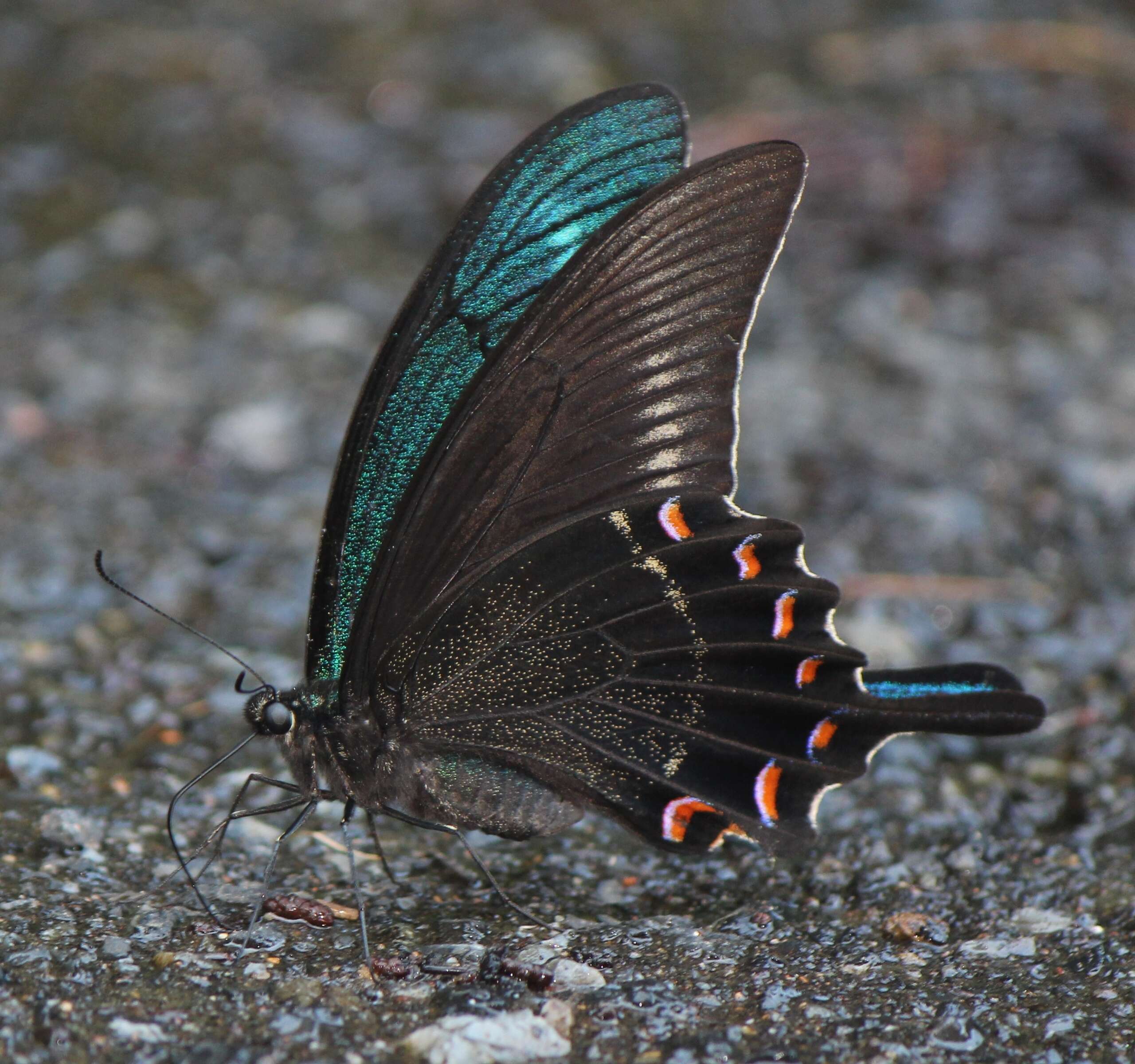 Image de Papilio maackii Ménétriés 1859