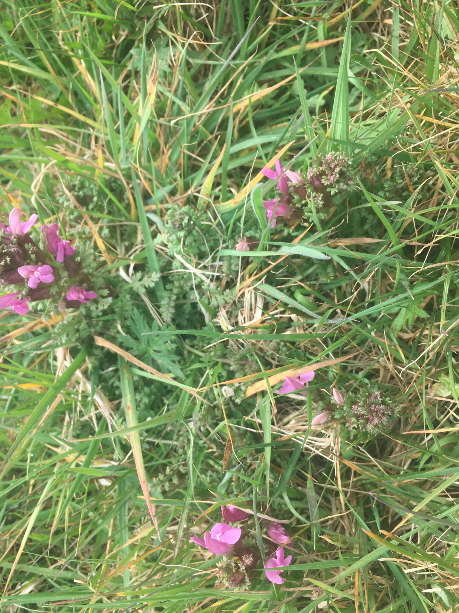 Image of lousewort