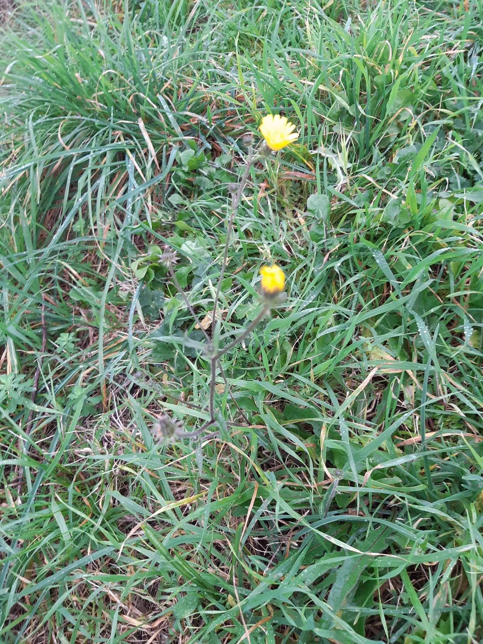 Image of hawkweed oxtongue