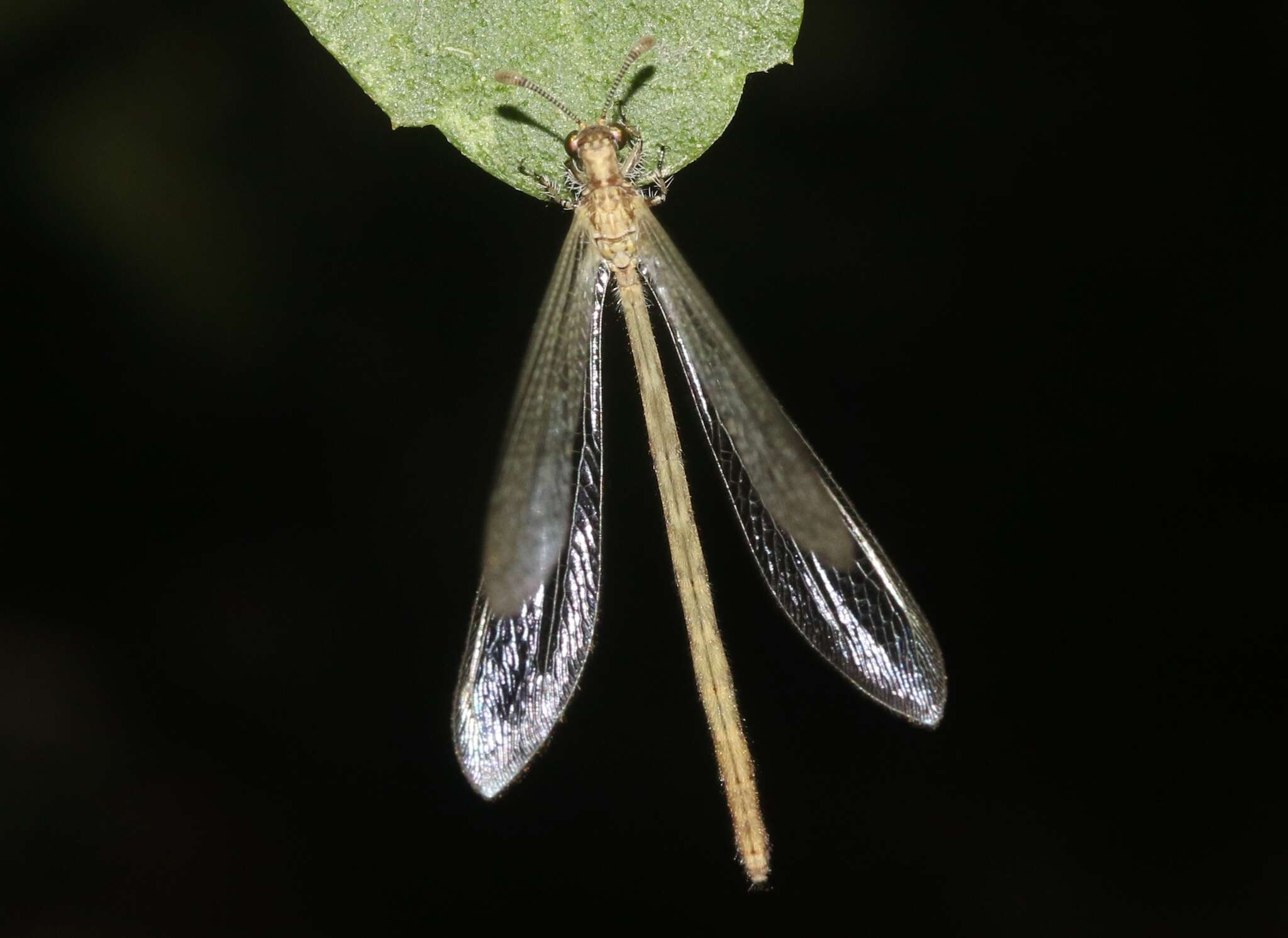 Image of Peruveleon dorsalis (Banks 1903)