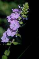 Imagem de Phlox maculata L.