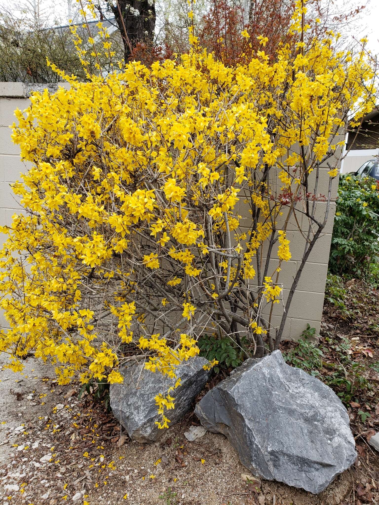 Image of weeping forsythia