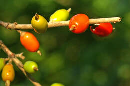 Image de Coffea racemosa Lour.