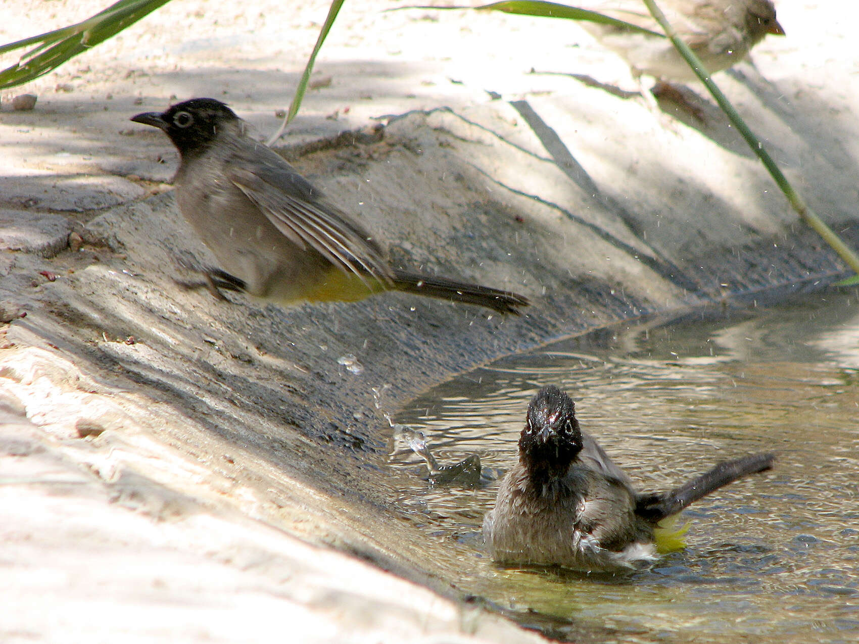 Image of White-eyed Bulbul