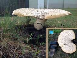 Image of dryad's saddle