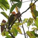 Image of Black-faced Canary