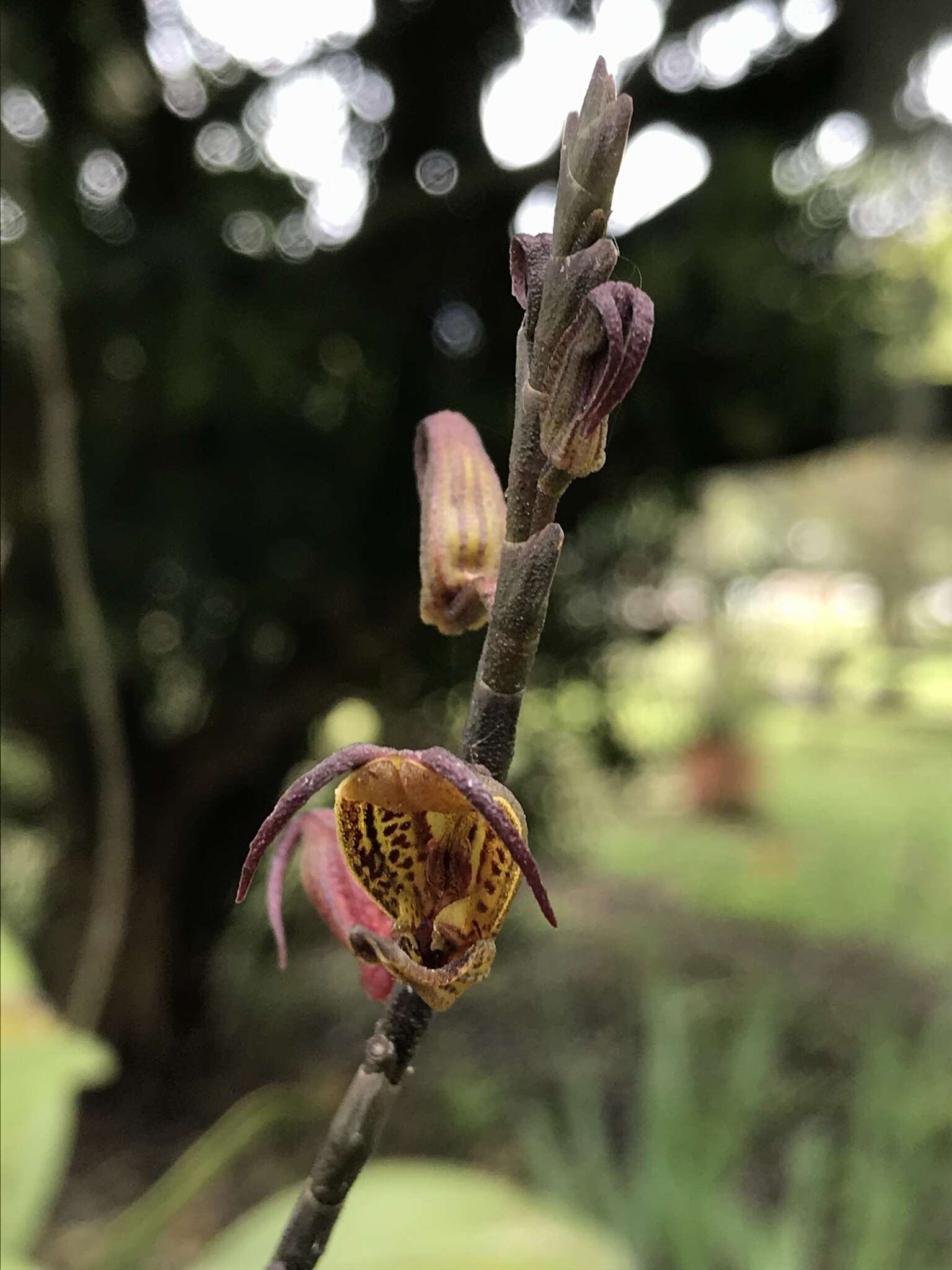 Imagem de Scaphosepalum antenniferum Rolfe