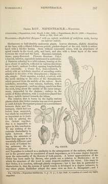 Image of Pitcher plant