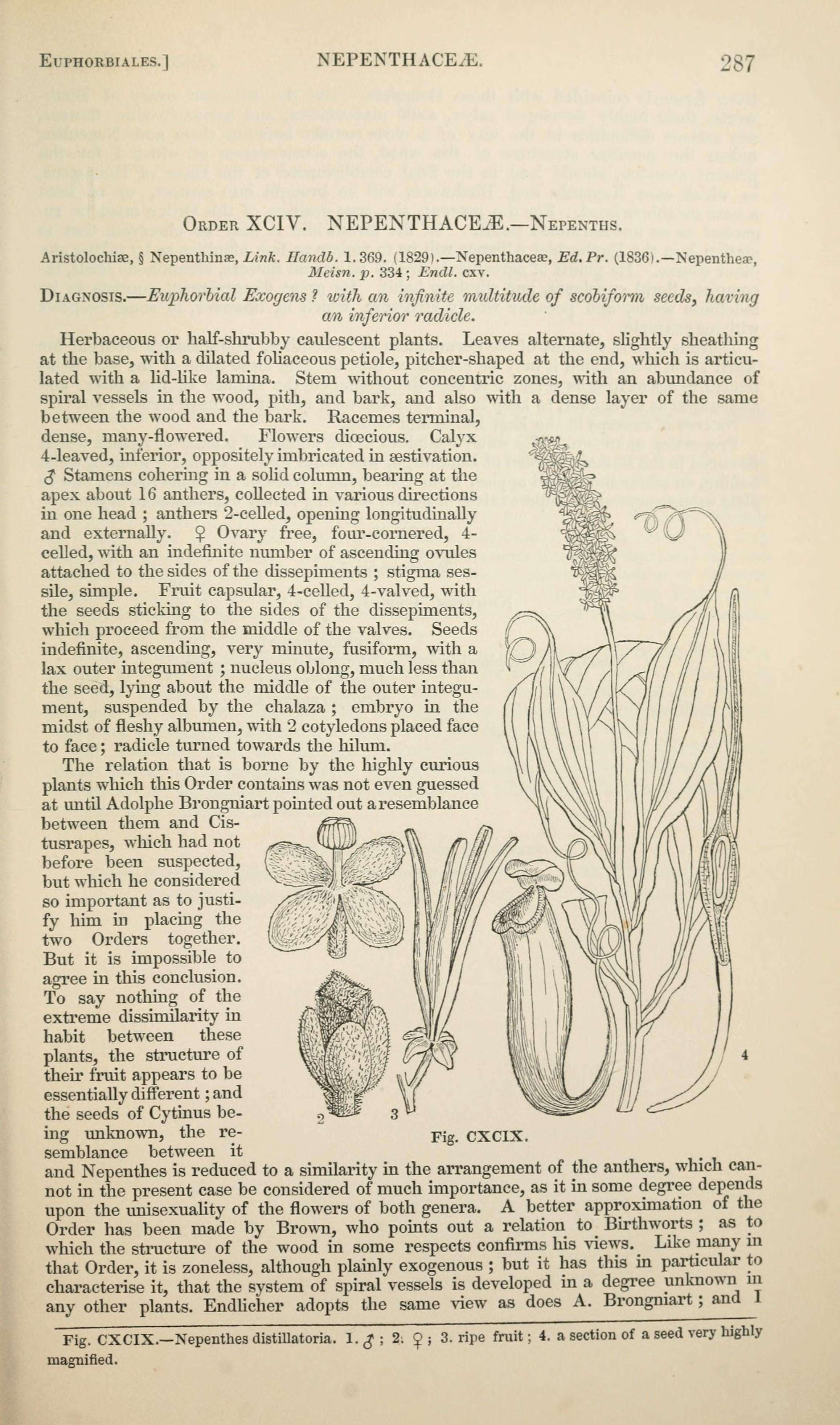 Слика од Nepenthes distillatoria L.