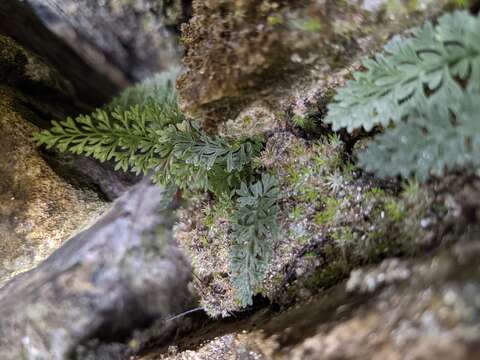 Image of Asplenium pulcherrimum (Bak.) Ching apud Blot