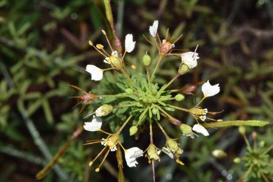 Image of large clammyweed