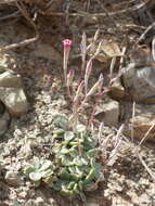 Sivun Adromischus humilis Poelln. kuva