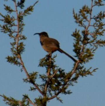 Image of Crissal Thrasher