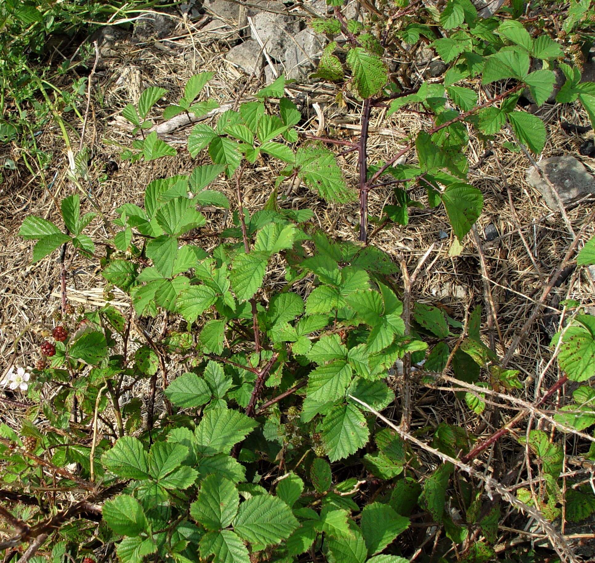 Image of Rubus nemoralis P. J. Müll.