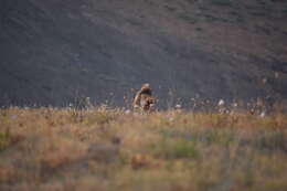 Image of Olympic Marmot