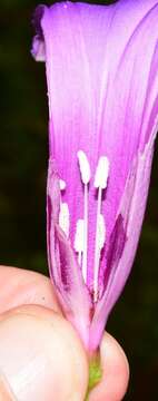 Image of Ipomoea pedicellaris Benth.