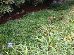 Image of small-leaf spiderwort