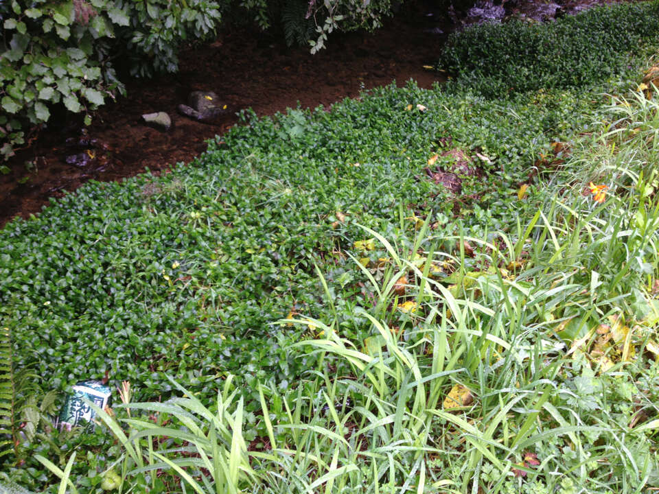 Image of small-leaf spiderwort