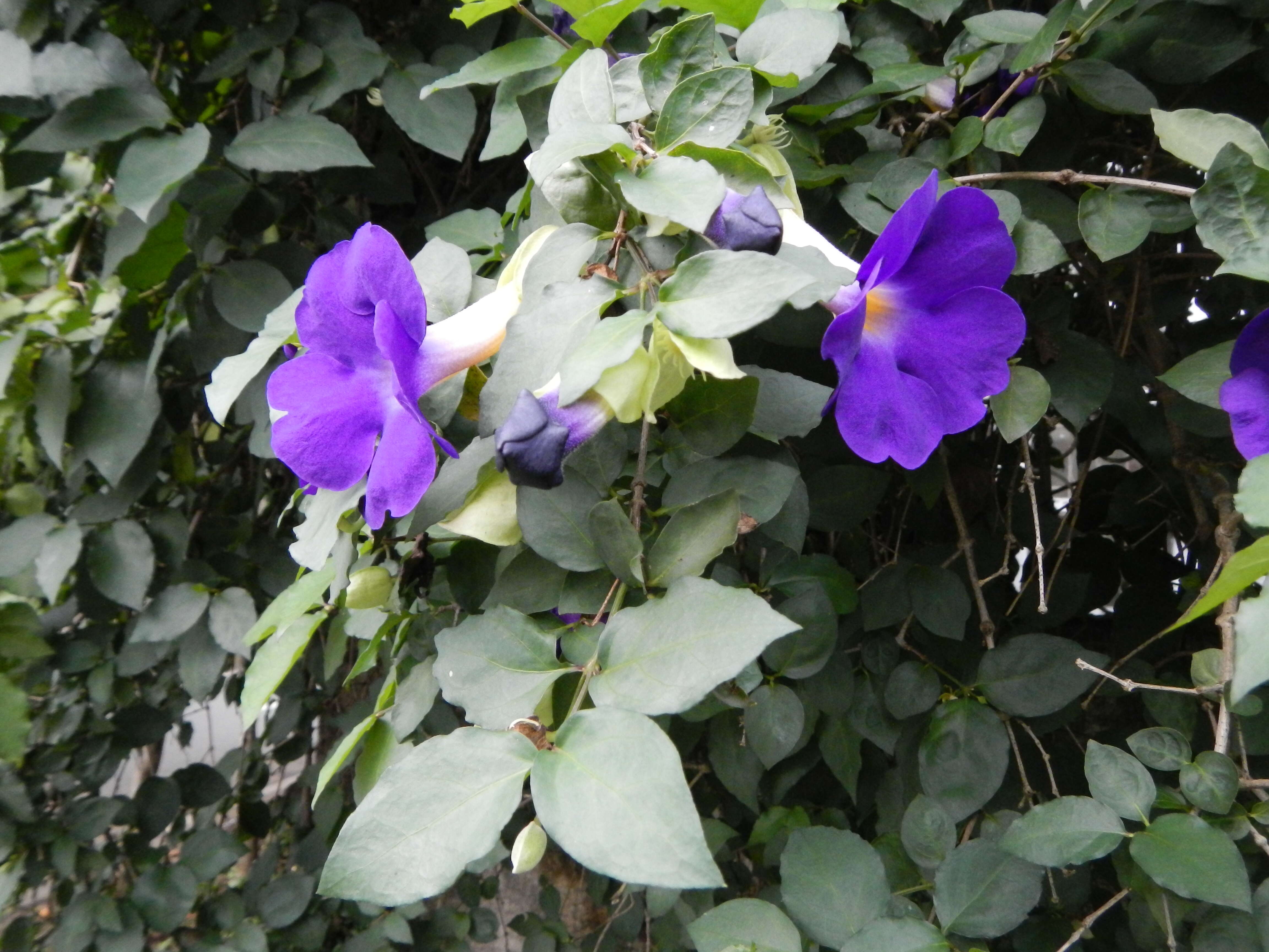 Image de Thunbergia erecta (Benth.) T. Anders.