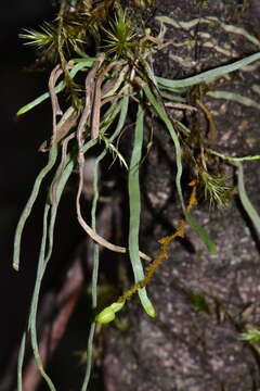 Image of Taeniophyllum trachypus Schltr.