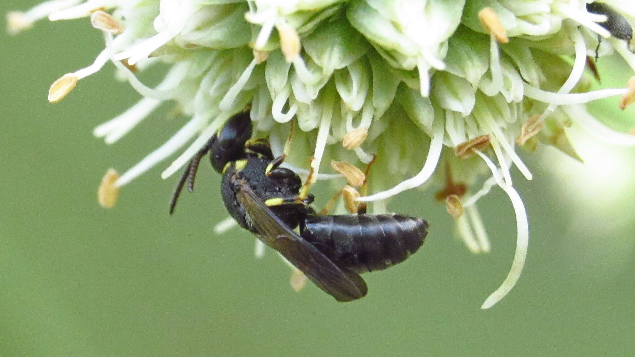 Hylaeus confluens (Smith 1853) resmi