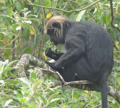 Image of Black Leaf Monkey