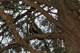 Image of American Marten