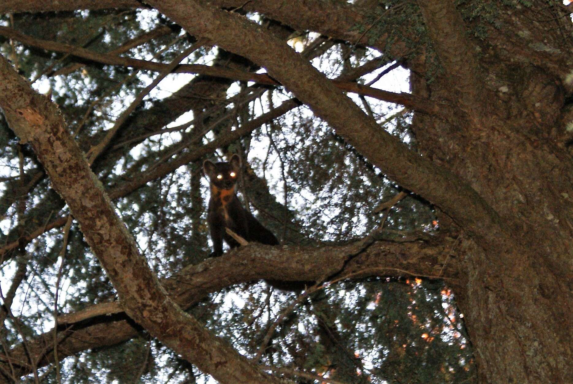 Image of American Marten