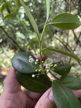 Слика од Ilex sideroxyloides subsp. occidentalis (Macfad.) P. A. González