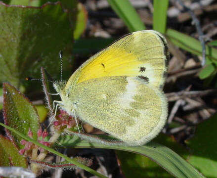 Image of Dainty Sulphur