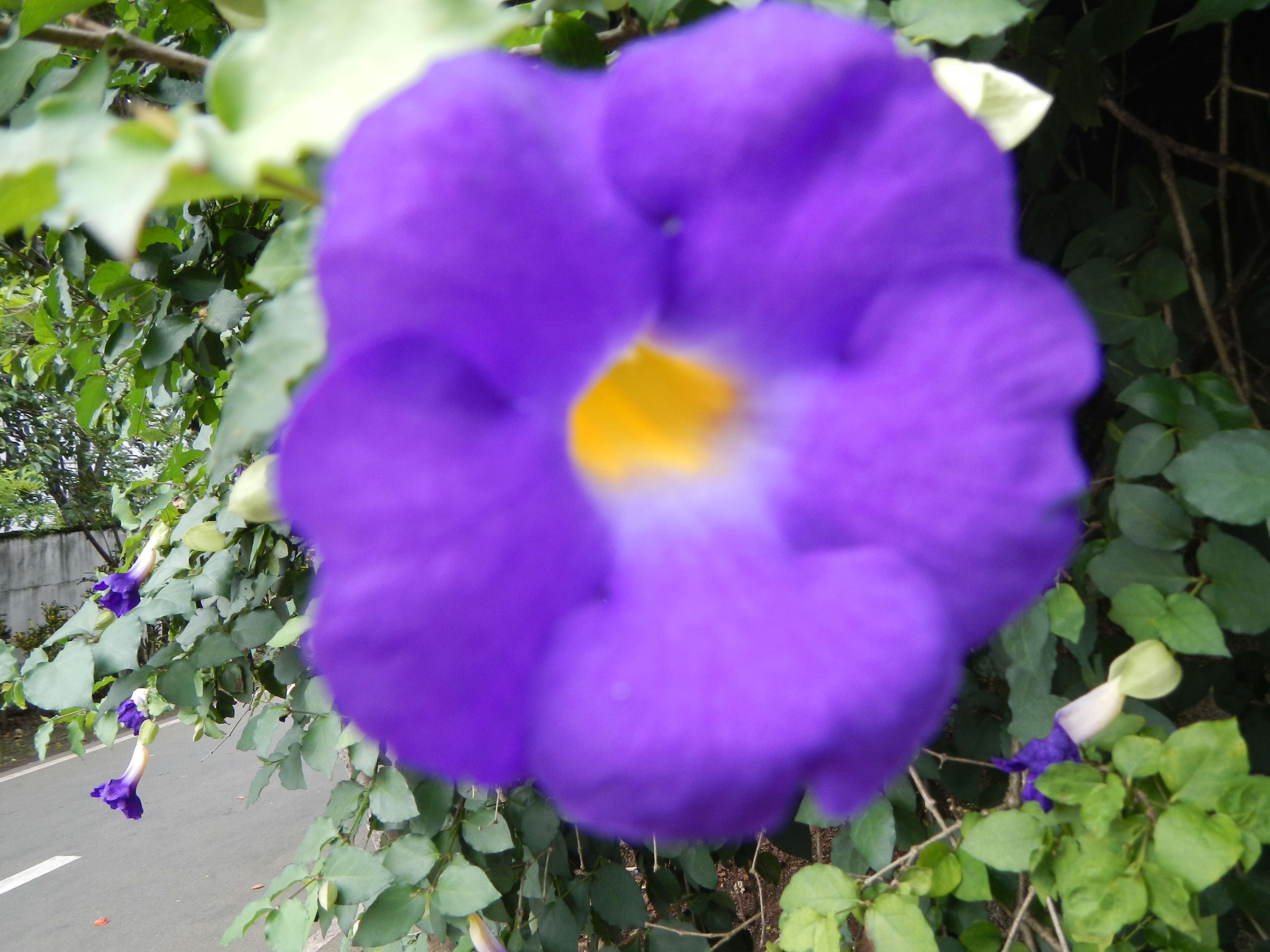 Image de Thunbergia erecta (Benth.) T. Anders.