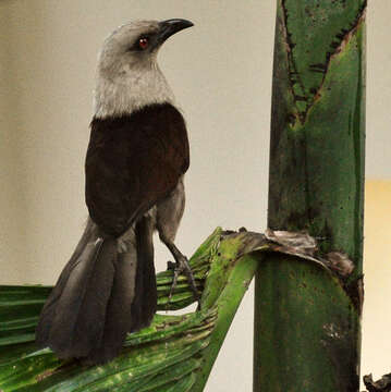 Image of Andaman Coucal