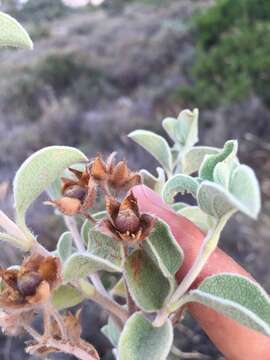 Imagem de Cistus parviflorus Lam.