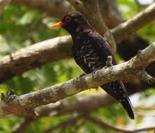 Image of Violet Cuckoo