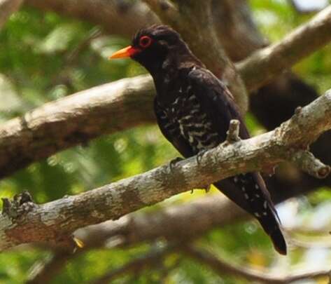 Image of Violet Cuckoo