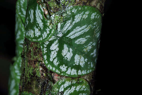 Monstera tuberculata var. brevinoda (Standl. & L. O. Williams) Madison的圖片