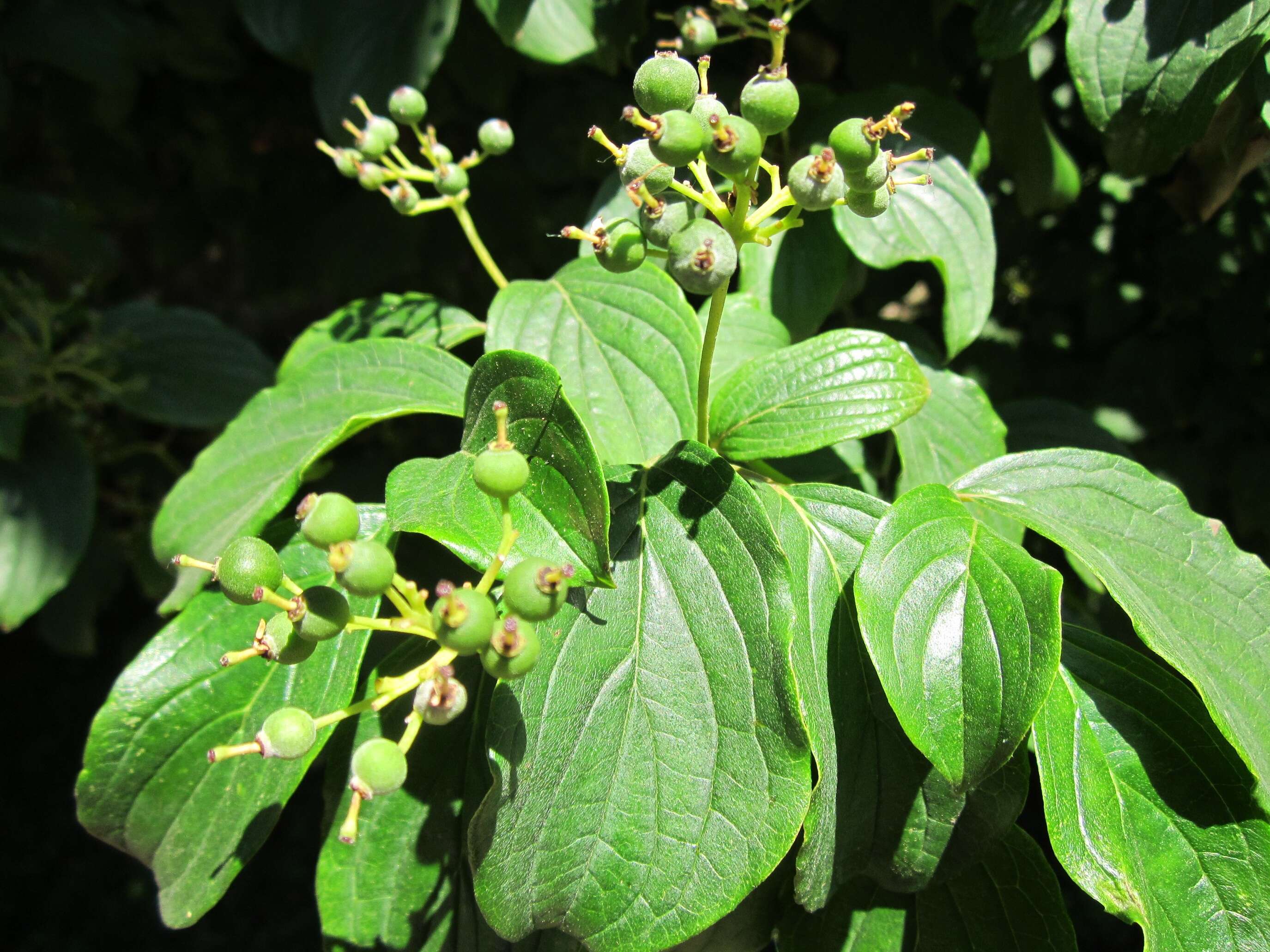 Imagem de Cornus sanguinea L.