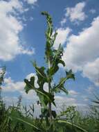 Image of prickly lettuce