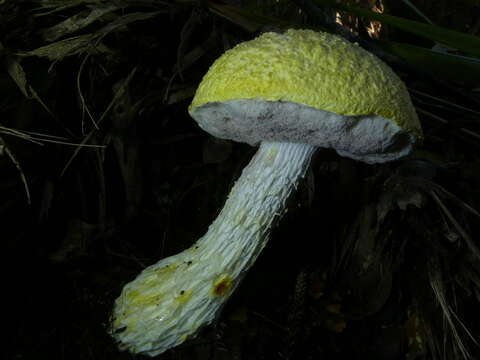 Image of snowy bolete