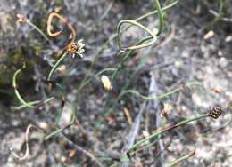 Image de Lepidobolus drapetocoleus F. Muell.