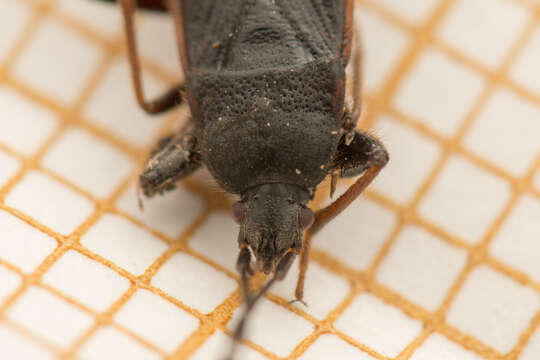 Image of Eremocoris plebejus (Fallen & C. F. 1807)