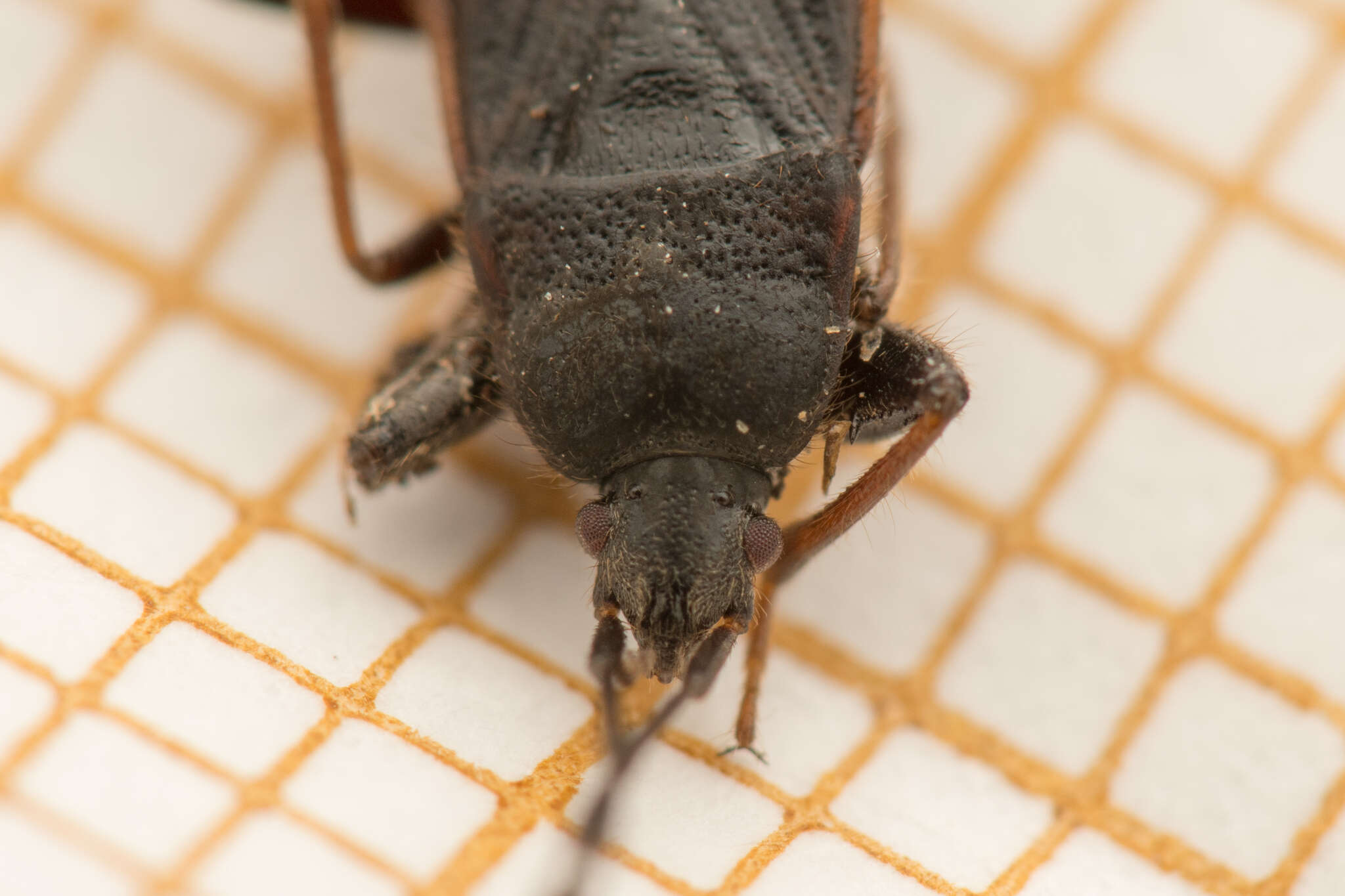 صورة Eremocoris plebejus (Fallen & C. F. 1807)