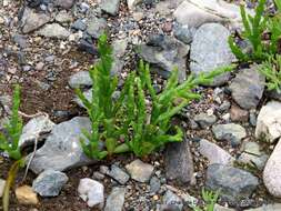 Image of glasswort