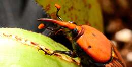 Image of Red palm weevil