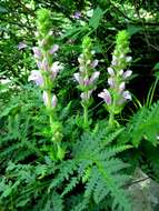 Image of Lousewort