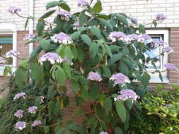 Image of Hydrangea aspera Buch.-Ham. ex D. Don