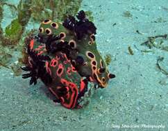 Image de Nembrotha rosannulata Pola, Cervera & Gosliner 2008