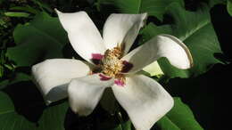 Image of Ashe's Magnolia