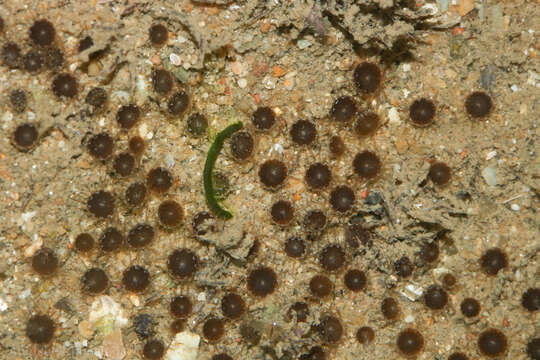 Image of Nanozoanthus harenaceus Fujii & Reimer 2013