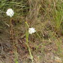 Image de Sphenotoma gracilis (R. Br.) Sweet